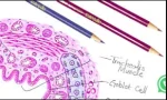 histo pencil