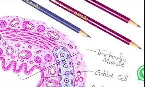histo pencil