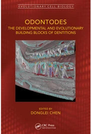 Odontodes The Developmental and Evolutionary Building Blocks of Dentitions