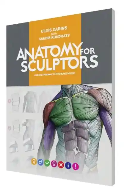 Anatomy for Sculptors Understanding the Human Figure 1st Edition